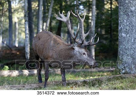 Stock Image - France, Burgundy, Yonne. Area of Saint Fargeau and Boutissaint. Slab season. Stag in th eundergrowth sniffing.. Fotosearch