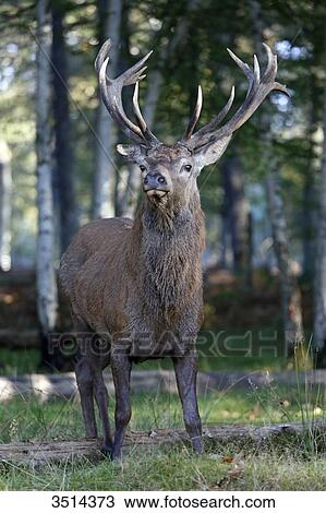 France, Burgundy, Yonne. Area of Saint Fargeau and Boutissaint. Slab season. Stag in the undergrowth. View Large Photo Image Stock Image - France, Burgundy, Yonne. Area of Saint Fargeau and Boutissaint. Slab season. Stag in the undergrowth.. Fotosearch