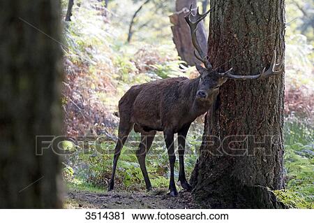 Stock Image - France, Burgundy, Yonne. Area of Saint Fargeau and Boutissaint. Slab season. Stag in a wood striking a trunk.. Fotosearch