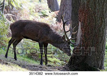 Stock Image - France, Burgundy, Yonne. Area of Saint Fargeau and Boutissaint. Slab season. Stag in a wood striking a trunk.. Fotosearch