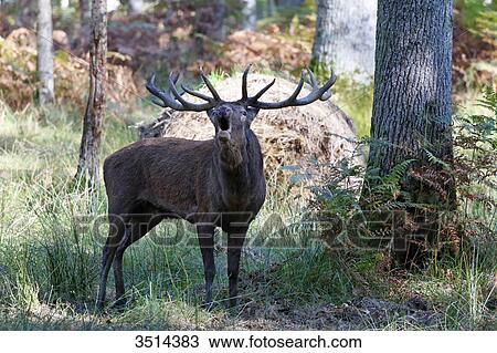 Stock Image - France, Burgundy, Yonne. Area of Saint Fargeau and Boutissaint. Slab season. Stag in a wood belling.. Fotosearch