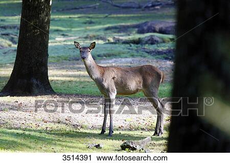 France, Burgundy, Yonne. Area of Saint Fargeau and Boutissaint. Young stag (fawn) in the undergrowth. View Large Photo Image Stock Image - France, Burgundy, Yonne. Area of Saint Fargeau and Boutissaint. Young stag (fawn) in the undergrowth.. Fotosearch