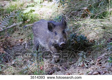 Stock Image - France, Burgundy, Yonne. Area of Saint Fargeau and Boutissaint. Young wild boar in the undergrowth.. Fotosearch