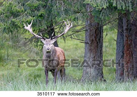 Stock Photo - France, Burgundy, Yonne. Area of Saint Fargeau and Boutissaint. Slab season. Stag.. Fotosearch