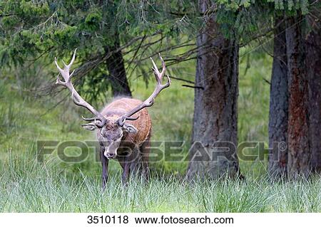 Stock Photo - France, Burgundy, Yonne. Area of Saint Fargeau and Boutissaint. Slab season. Stag shaking itself.. Fotosearch
