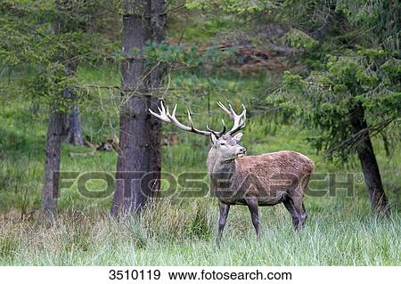 Stock Photo - France, Burgundy, Yonne. Area of Saint Fargeau and Boutissaint. Slab season. Stag.. Fotosearch