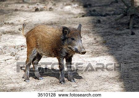 France, Burgundy, Yonne. Area of Saint Fargeau and Boutissaint. Slab season. Wild boar. View Large Photo Image Stock Photo - France, Burgundy, Yonne. Area of Saint Fargeau and Boutissaint. Slab season. Wild boar.. Fotosearch