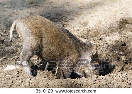 France, Burgundy, Yonne. Area of Saint Fargeau and Boutissaint. Slab season. Wild boar digging the ground. View Large Photo Image Stock Photo - France, Burgundy, Yonne. Area of Saint Fargeau and Boutissaint. Slab season. Wild boar digging the ground.. Fotosearch