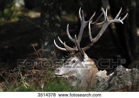 Stock Photo - France, Burgundy, Yonne. Area of Saint Fargeau and Boutissaint. Slab season. Stag in a wood. Close-up on its wood.. Fotosearch