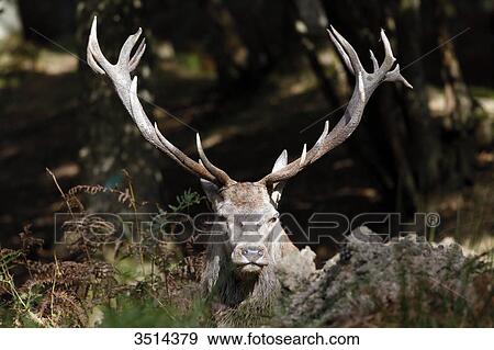 Stock Photo - France, Burgundy, Yonne. Area of Saint Fargeau and Boutissaint. Slab season. Stag in a wood. Close-up on its wood.. Fotosearch