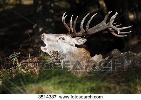 Stock Photo - France, Burgundy, Yonne. Area of Saint Fargeau and Boutissaint. Slab season. Stag in a wood belling.. Fotosearch