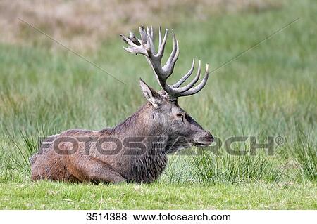 Stock Photo - France, Burgundy, Yonne. Area of Saint Fargeau and Boutissaint. Slab season. Stag in a meadow, at rest after belling.. Fotosearch