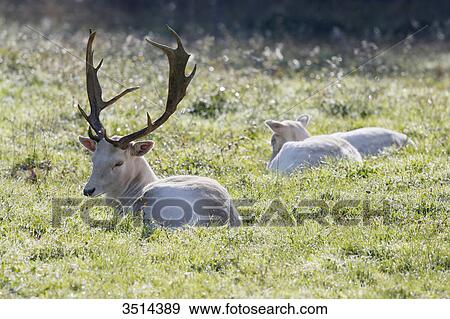 France, Burgundy, Yonne. Area of Saint Fargeau and Boutissaint. Slab season. Young white stags in a meadow. View Large Photo Image Stock Photo - France, Burgundy, Yonne. Area of Saint Fargeau and Boutissaint. Slab season. Young white stags in a meadow.. Fotosearch