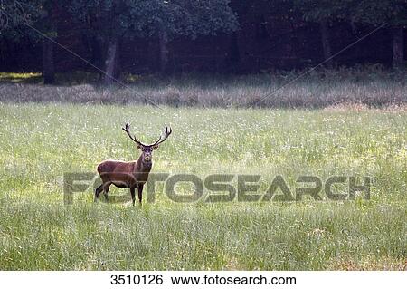 Stock Photograph - France, Burgundy, Yonne. Area of Saint Fargeau and Boutissaint. Slab season. Stag in a meadow.. Fotosearch