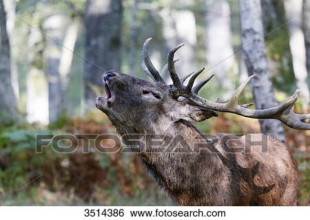 Stock Photograph - France, Burgundy, Yonne. Area of Saint Fargeau and Boutissaint. Slab season. Stag in a wood belling.. Fotosearch