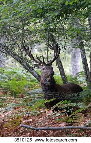 Stock Photography - France, Burgundy, Yonne. Area of Saint Fargeau and Boutissaint. Period of slab. Stag hidden under wood.. Fotosearch