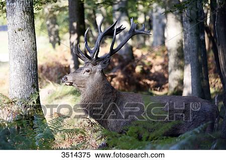 Stock Photography - France, Burgundy, Yonne. Area of Saint Fargeau and Boutissaint. Slab season. Stag in the undergrowth seeking a female.. Fotosearch