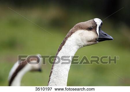 France, Burgundy, Yonne. Around Saint Fargeau. Close up of a swan goose. View Large Photo Image Stock Photo - France, Burgundy, Yonne. Around Saint Fargeau. Close up of a swan goose.. Fotosearch