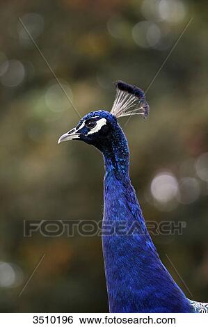 Stock Photograph - France, Burgundy, Yonne. Around Saint Fargeau. Close up of a peacock.. Fotosearch