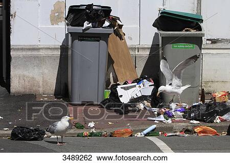 France, Calais, Seagulls eating out of a dumpster in the city View Large Photo Image Stock Image - France, Calais, Seagulls eating out of a dumpster in the city. Fotosearch