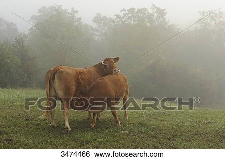 France, Center of France, Monceaux-on-Dordogne, landscape, mist, fog, limousin cattle View Large Photo Image Stock Photograph - France, Center of France, Monceaux-on-Dordogne, landscape, mist, fog, limousin cattle. Fotosearch