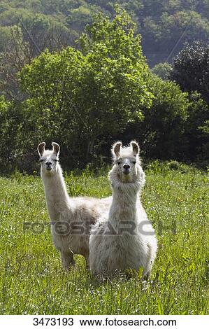 France, central Southern France, th regional natural park of Haut-Languedoc, the Montagne Noire, llamas on a farm View Large Photo Image Stock Image - France, central Southern France, th regional natural park of Haut-Languedoc, the Montagne Noire, llamas on a farm. Fotosearch