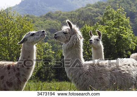 France, central Southern France, the regional natural parl of Haut-Languedoc, la Montagne Noire, llamas on a farm View Large Photo Image Picture - France, central Southern France, the regional natural parl of Haut-Languedoc, la Montagne Noire, llamas on a farm. Fotosearch