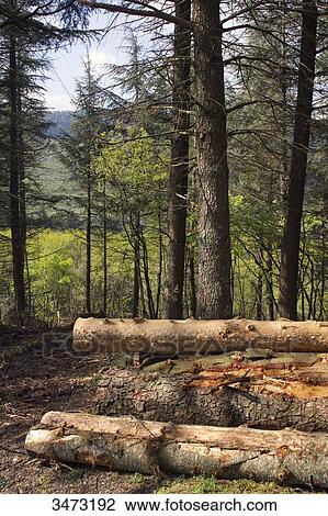 France, central Southern France, the regional natural park of Haut-Languedoc, the Montagne Noire, fir trunks View Large Photo Image Stock Image - France, central Southern France, the regional natural park of Haut-Languedoc, the Montagne Noire, fir trunks. Fotosearch