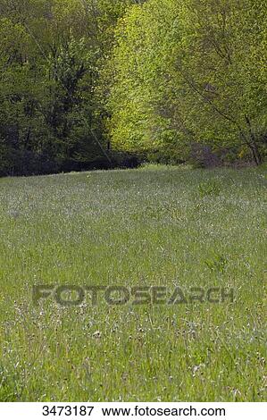 France, central Southern France, the regional Natural Park of Haut-Languedoc, the Montagne Noire, meadow. View Large Photo Image Stock Photo - France, central Southern France, the regional Natural Park of Haut-Languedoc, the Montagne Noire, meadow.. Fotosearch