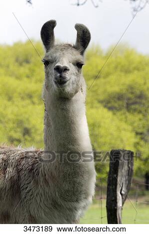 France, central Southern France, the regional natural park of Haut-Languedoc, the Montagne Noire, llamas on a farm View Large Photo Image Stock Photo - France, central Southern France, the regional natural park of Haut-Languedoc, the Montagne Noire, llamas on a farm. Fotosearch