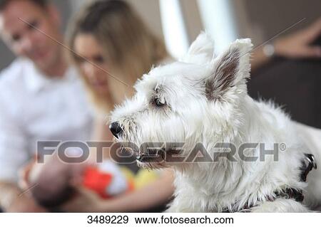 France, couple with child and West-highland dog View Large Photo Image Stock Photo - France, couple with child and West-highland dog. Fotosearch