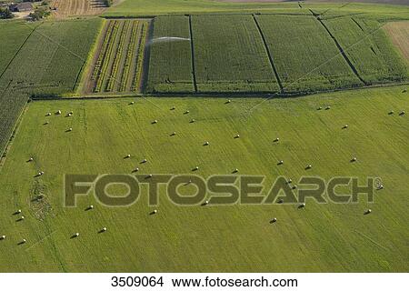 France, Dordogne, aerial view of a green field and haystacks in the foreground, a cornfield in the background View Large Photo Image Picture - France, Dordogne, aerial view of a green field and haystacks in the foreground, a cornfield in the background. Fotosearch