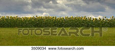 France, Dordogne, Bourdeilles, panorama shooting of a sunflower field View Large Photo Image Picture - France, Dordogne, Bourdeilles, panorama shooting of a sunflower field. Fotosearch