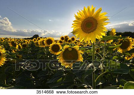 Stock Photo - France, Dordogne, Close-up of sunflowers in the sun against blue sky. Fotosearch