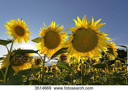 France, Dordogne, close-up of sunflowers in the sun against blue sky View Large Photo Image Stock Photo - France, Dordogne, close-up of sunflowers in the sun against blue sky. Fotosearch
