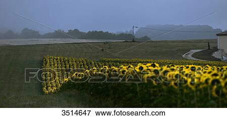 Stock Photo - France, Dordogne, dawn on a field forming a wave of sunflower. Fotosearch