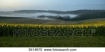 France, Dordogne, misty morning on a sunflower field in Bourdeilles View Large Photo Image Stock Image - France, Dordogne, misty morning on a sunflower field in Bourdeilles. Fotosearch