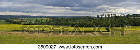 France, Dordogne, panoramic view of a sunflowers field. Round beller in the foreground, forest in the background View Large Photo Image Stock Photo - France, Dordogne, panoramic view of a sunflowers field. Round beller in the foreground, forest in the background. Fotosearch