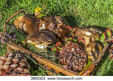 France, Gironde, basket of Bordeaux ceps and pine cones View Large Photo Image Stock Image - France, Gironde, basket of Bordeaux ceps and pine cones. Fotosearch