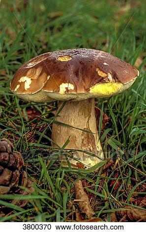 France, Gironde, Bordeaux ceps View Large Photo Image Stock Image - France, Gironde, Bordeaux ceps. Fotosearch