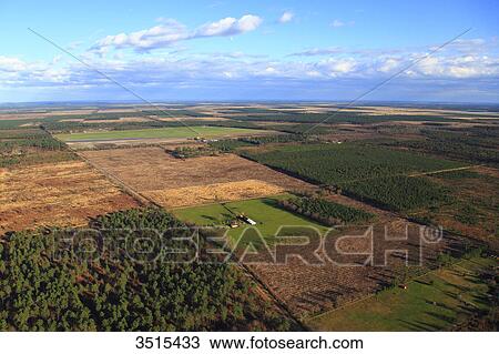 France, Gironde. Near Teste de Buch. Pines forest. View Large Photo Image Stock Image - France, Gironde. Near Teste de Buch. Pines forest.. Fotosearch