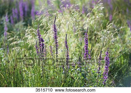 France. Hautes Alpes. Field of flowers in the Champsaur (fragrant orchid) View Large Photo Image Stock Image - France. Hautes Alpes. Field of flowers in the Champsaur (fragrant orchid). Fotosearch