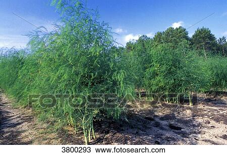 France, Landes, asparagus field in a clearing, pine forest View Large Photo Image Stock Image - France, Landes, asparagus field in a clearing, pine forest. Fotosearch