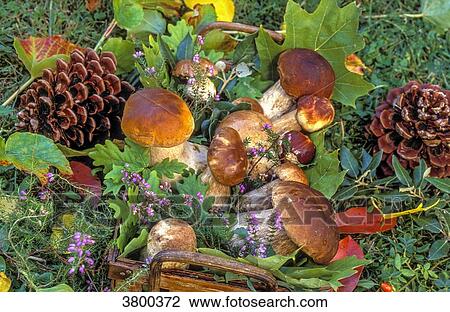 France, Landes, basket of Bordeaux ceps and maritime pine cones View Large Photo Image Stock Image - France, Landes, basket of Bordeaux ceps and maritime pine cones. Fotosearch