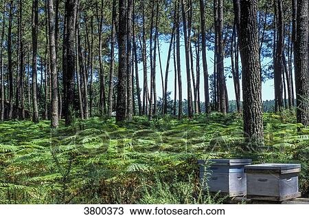 France, Landes, bed of ferns and beehives in the maritime pine forest View Large Photo Image Stock Image - France, Landes, bed of ferns and beehives in the maritime pine forest. Fotosearch