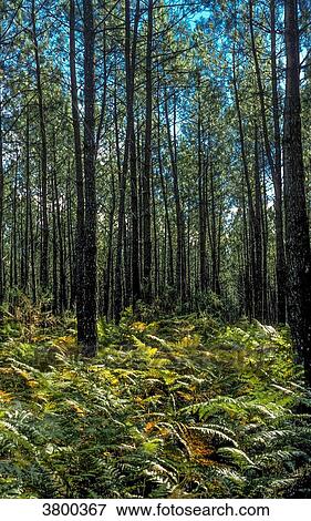France, Landes, bed of ferns in the maritime pine forest View Large Photo Image Stock Photo - France, Landes, bed of ferns in the maritime pine forest. Fotosearch