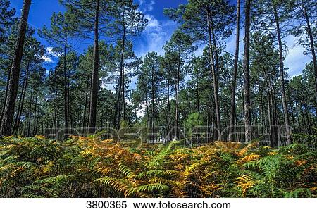France, Landes, bed of ferns in the maritime pine forest View Large Photo Image Stock Photography - France, Landes, bed of ferns in the maritime pine forest. Fotosearch