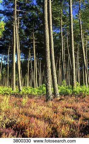 France, Landes, bed of red heather in Fall in a maritime pine forest View Large Photo Image Stock Image - France, Landes, bed of red heather in Fall in a maritime pine forest. Fotosearch