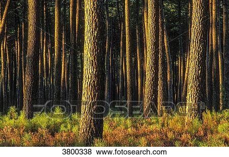 France, Landes, bed of red heather in Fall in the maritime pine forest View Large Photo Image Stock Photo - France, Landes, bed of red heather in Fall in the maritime pine forest. Fotosearch