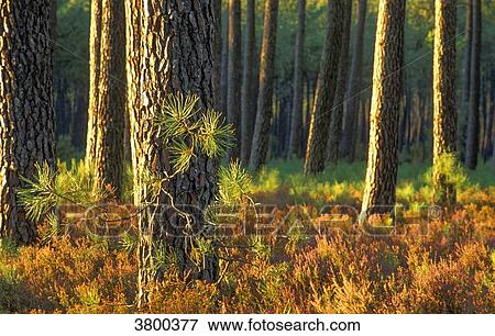 France, Landes, bed of red heather in Fall in a forest of maritime pines View Large Photo Image Stock Photo - France, Landes, bed of red heather in Fall in a forest of maritime pines. Fotosearch